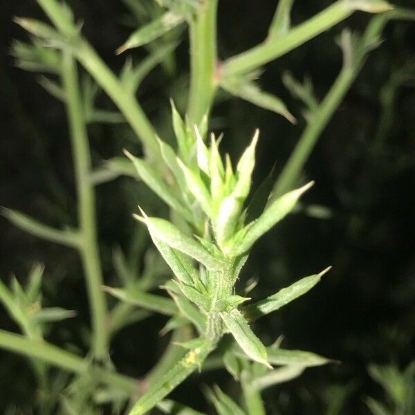 Salsola tragus Leaf