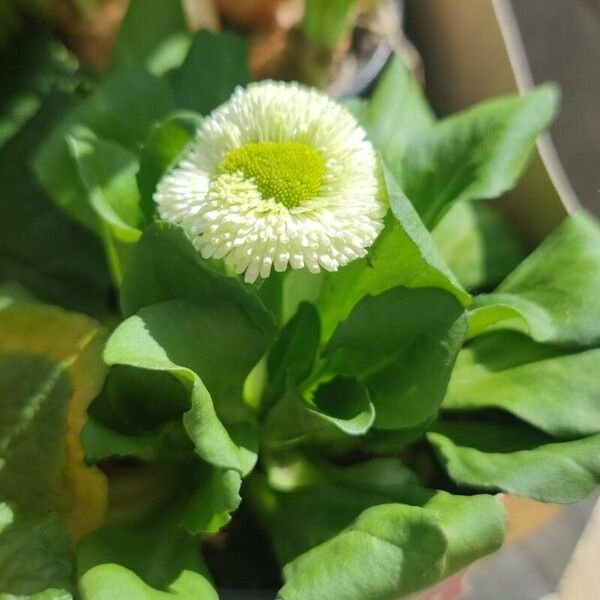 Bellis rotundifolia Fleur