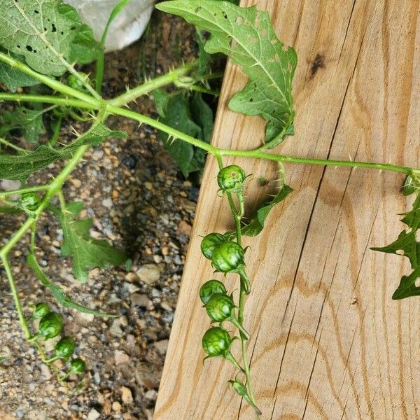 Solanum carolinense Fruit