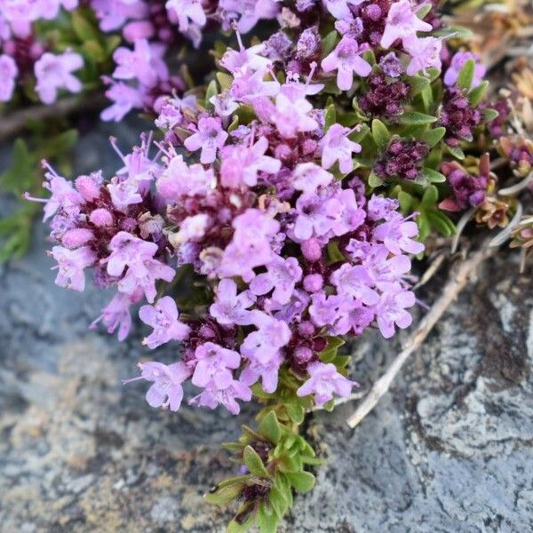 Thymus nervosus Flower