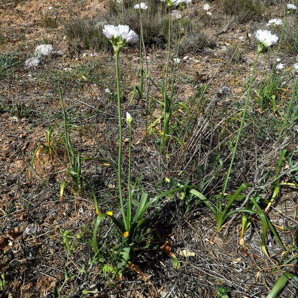 Allium roseum 形态