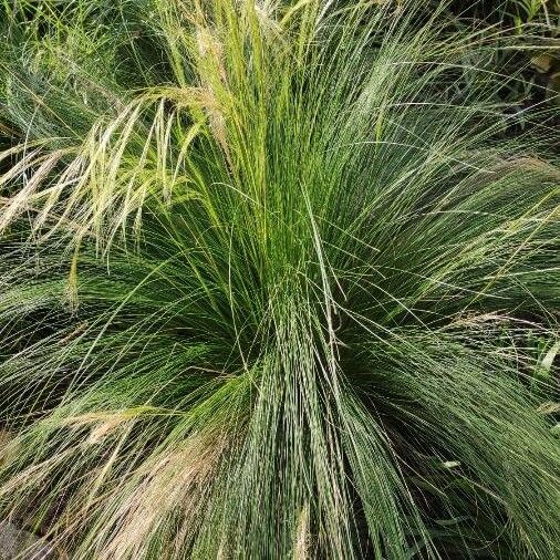 Nassella tenuissima Habit