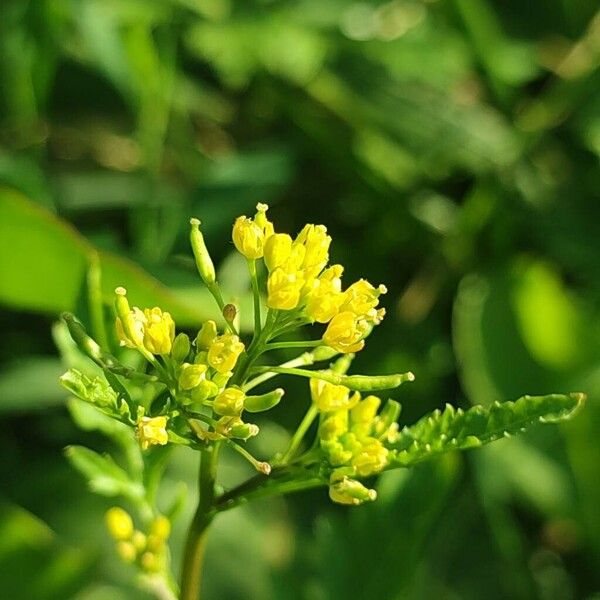 Rorippa palustris Flor