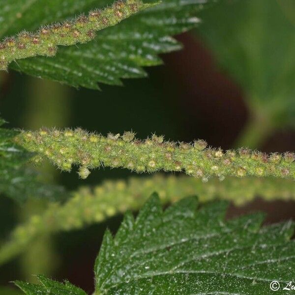 Urtica membranacea Virág