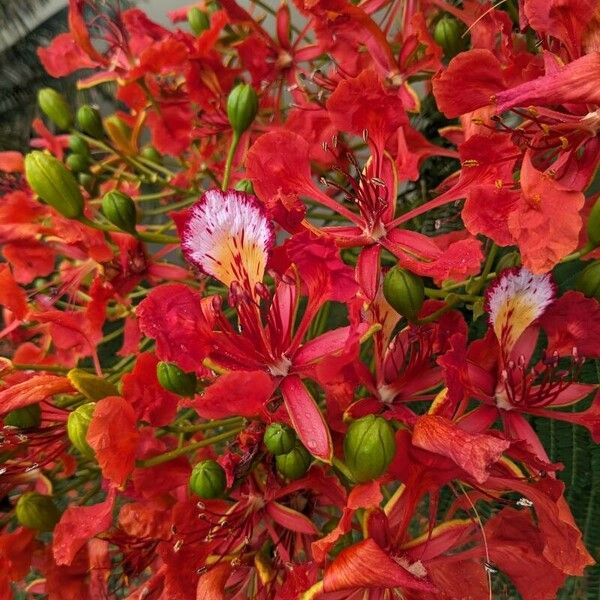 Delonix regia Flor