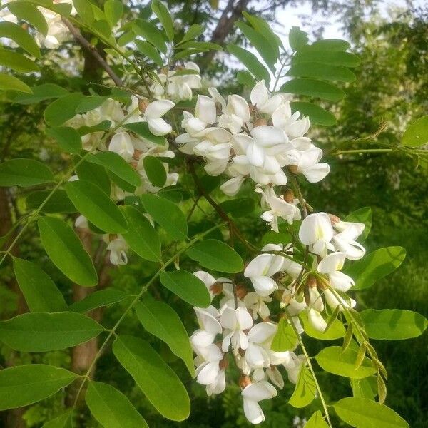 Robinia pseudoacacia Flower