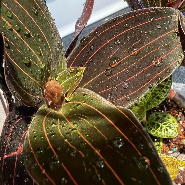 Ludisia discolor Leaf