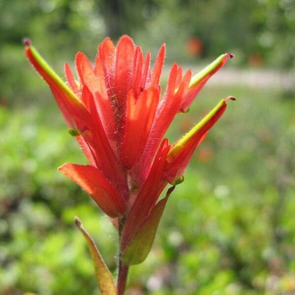 Castilleja parviflora 花