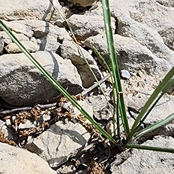 Allium longisepalum Blad