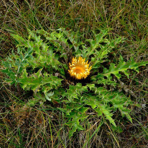 Carlina acanthifolia फूल