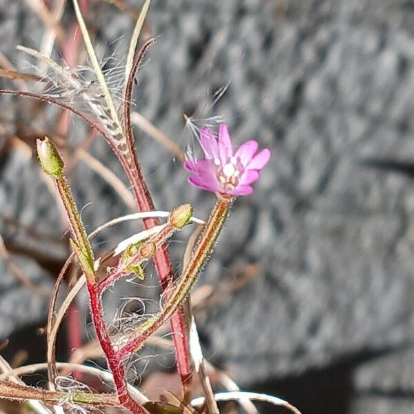 Epilobium montanum Flor