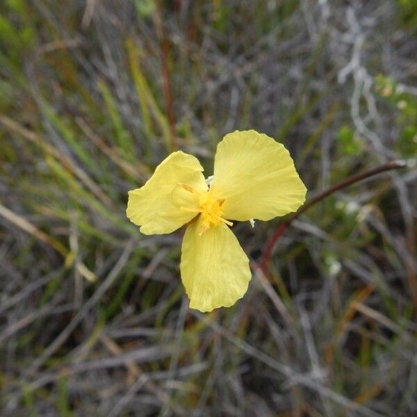 Xyris neocaledonica