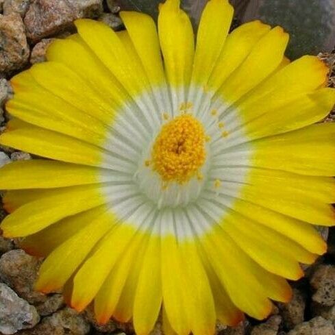 Lithops divergens Flower