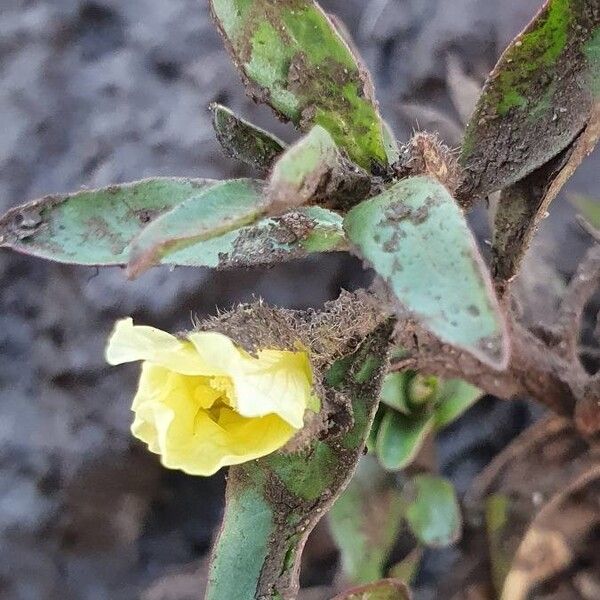 Ludwigia adscendens Blomst