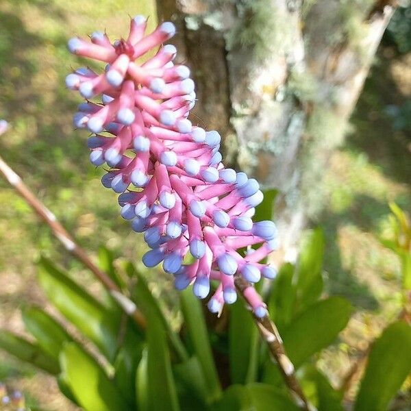 Aechmea gamosepala Kvet