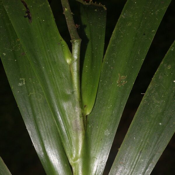 Xiphidium caeruleum Leaf