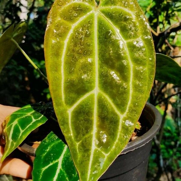 Anthurium crystallinum Leaf