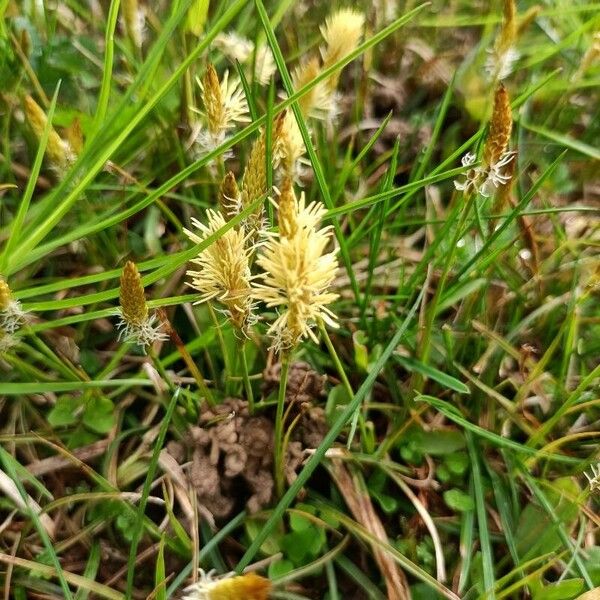 Carex caryophyllea Λουλούδι