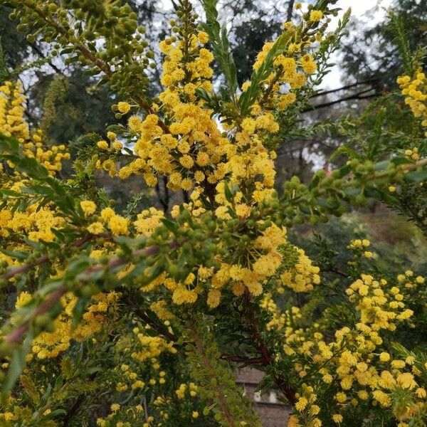 Acacia paradoxa 花