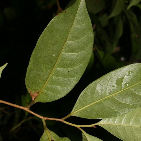 Sarcaulus brasiliensis Leaf