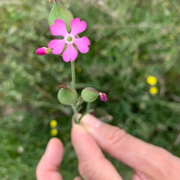 Silene conica Flor