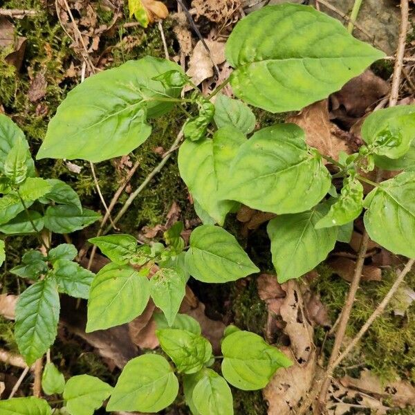 Circaea alpina Blad