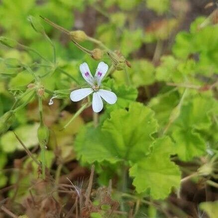 Pelargonium odoratissimum പുഷ്പം