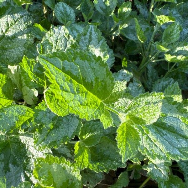 Lamium galeobdolon Leaf