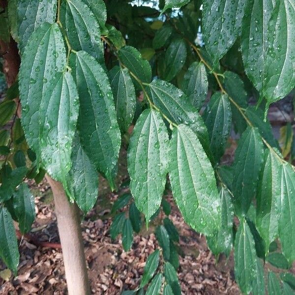 Afromorus mesozygia Leaf