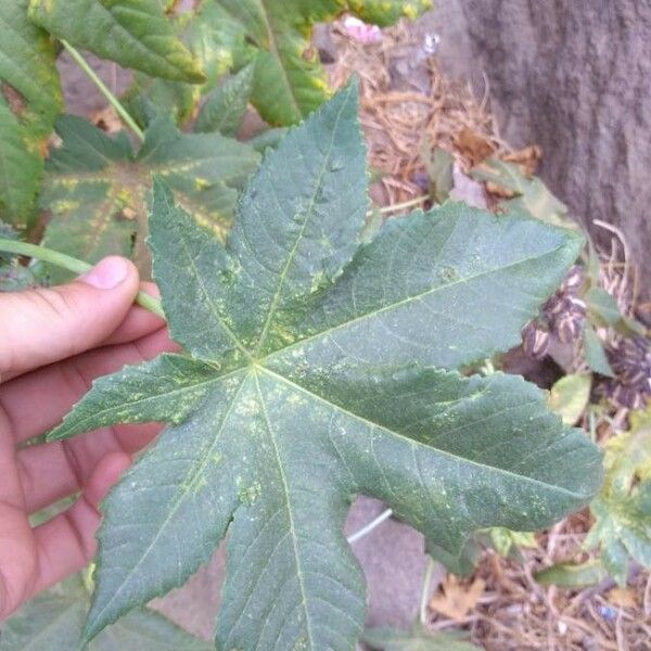 Ricinus communis Blad