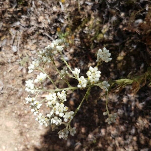 Pseudognaphalium californicum Flower