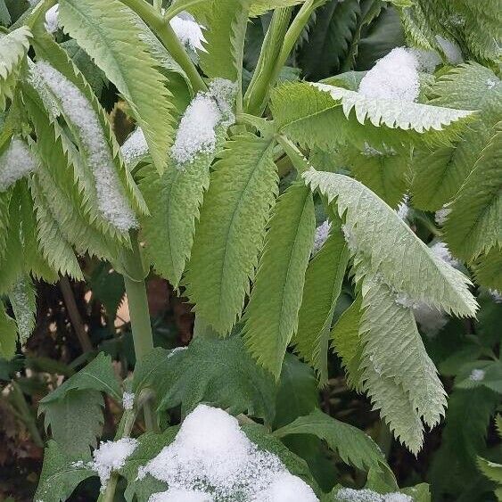 Melianthus major Leaf