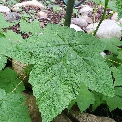 Rubus parviflorus Hostoa