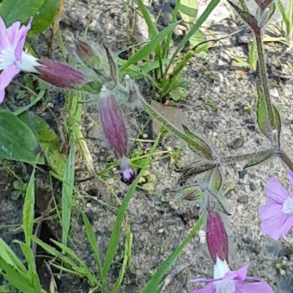 Silene pendula Leaf