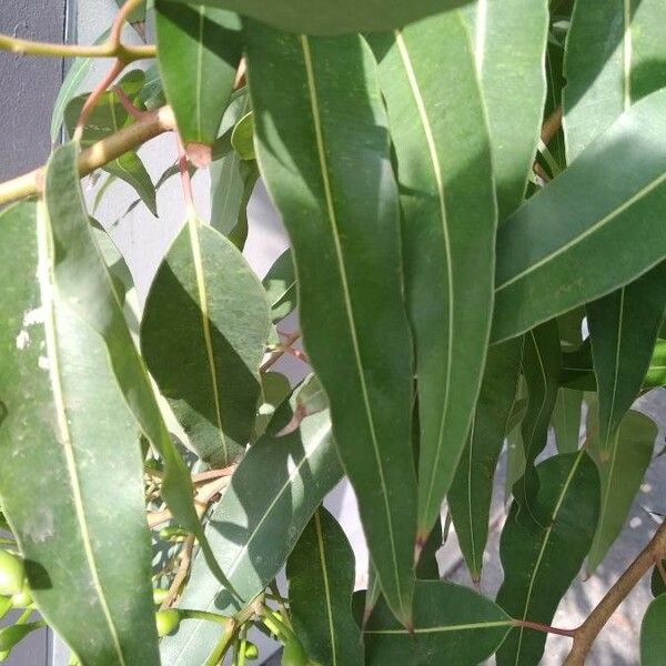 Corymbia ficifolia Liść