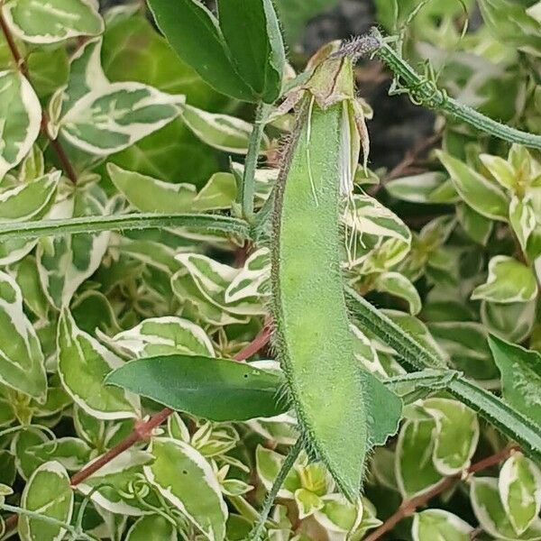 Lathyrus odoratus Fruit