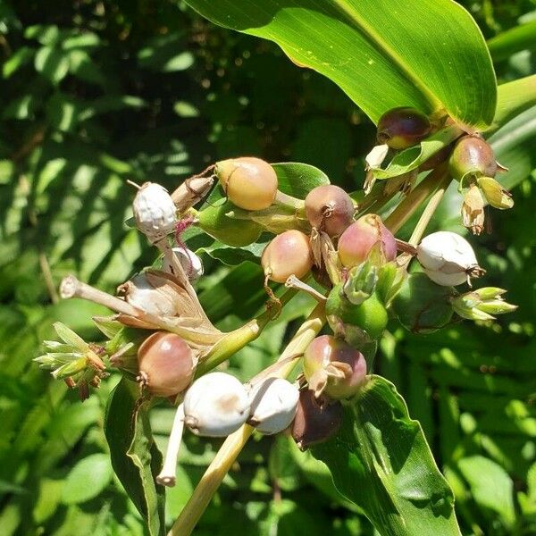 Coix lacryma-jobi Flower