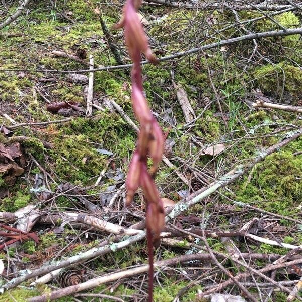 Corallorhiza striata Blüte