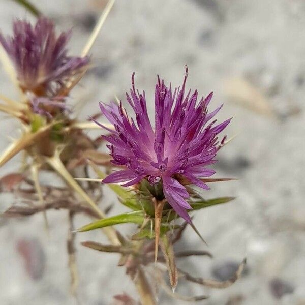 Centaurea calcitrapa Flower