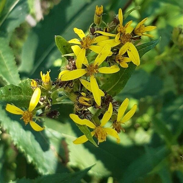 Senecio ovatus പുഷ്പം