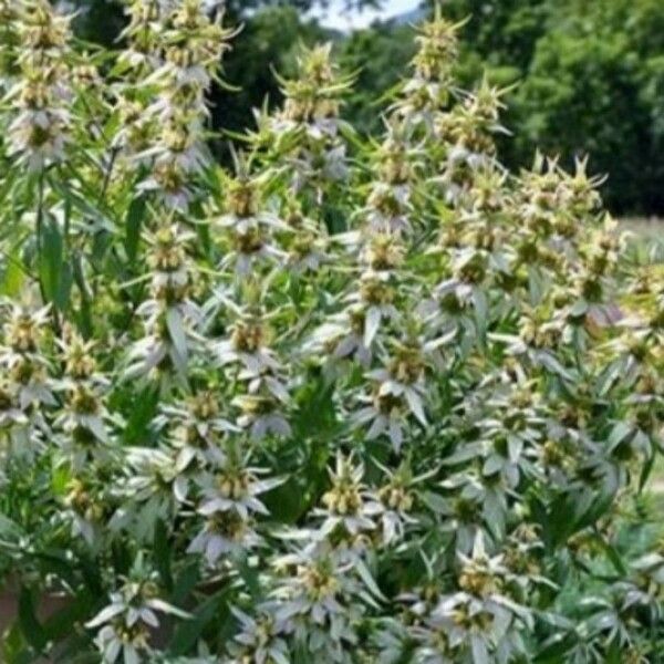 Monarda punctata Flower