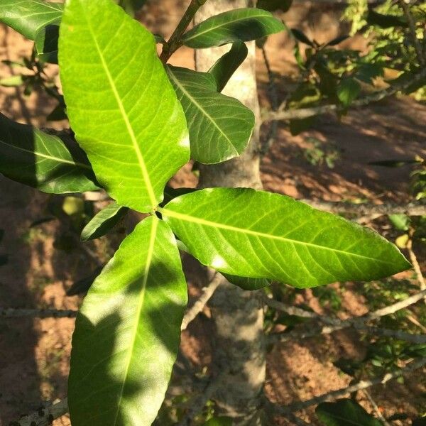 Garcinia livingstonei Leht