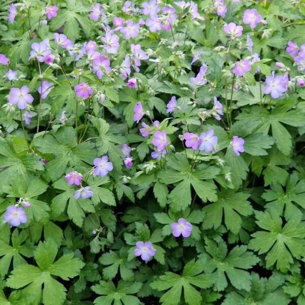 Geranium maculatum Habitat