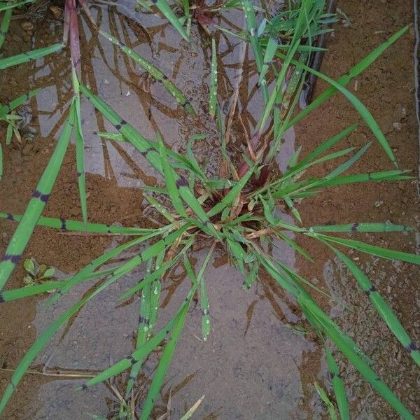 Echinochloa colonum Blad