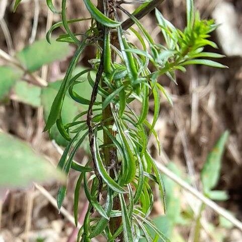 Anarrhinum bellidifolium Frunză
