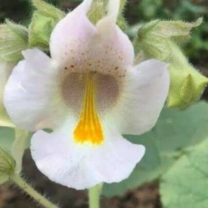 Proboscidea louisianica Flower