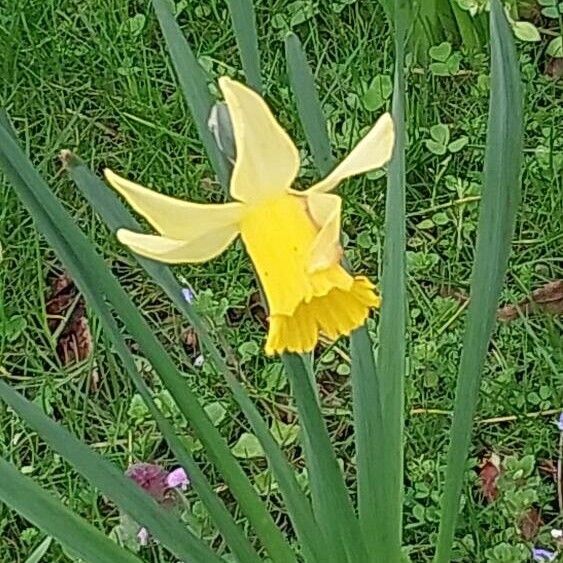 Narcissus bicolor Цветок