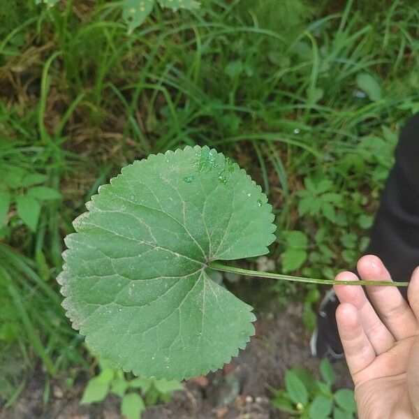 Ranunculus cassubicus Blad