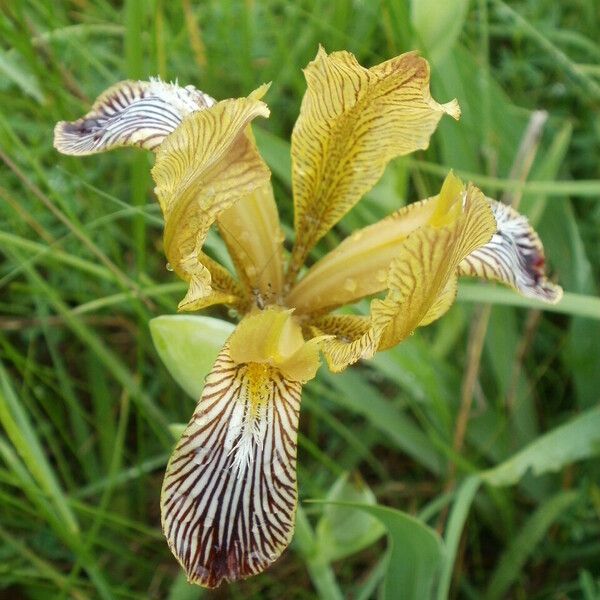 Iris variegata 花