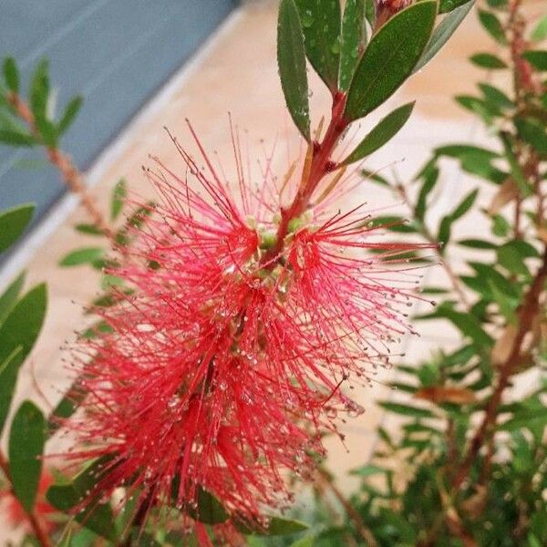 Callistemon citrinus Flower